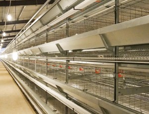 用蛋鸡自动化养殖设备哪些设备是必不可少的