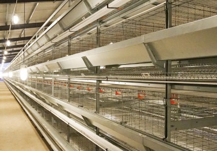 用蛋雞自動化養殖設備哪些設備是必不可少的