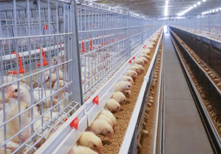 蛋雞養殖設備中傳送帶自動清糞機