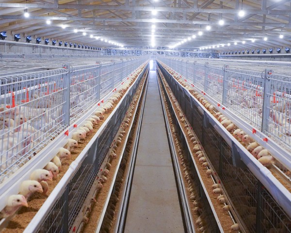 GF100A型层叠式肉鸡笼养系统